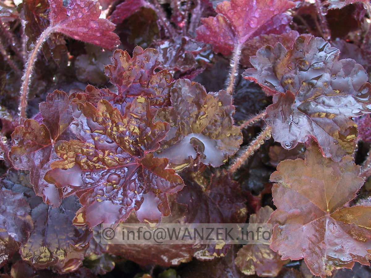Heuchera Hybride Palace Purple nah.JPG